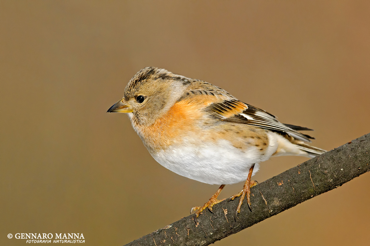 Peppola (Fringilla montifringilla)