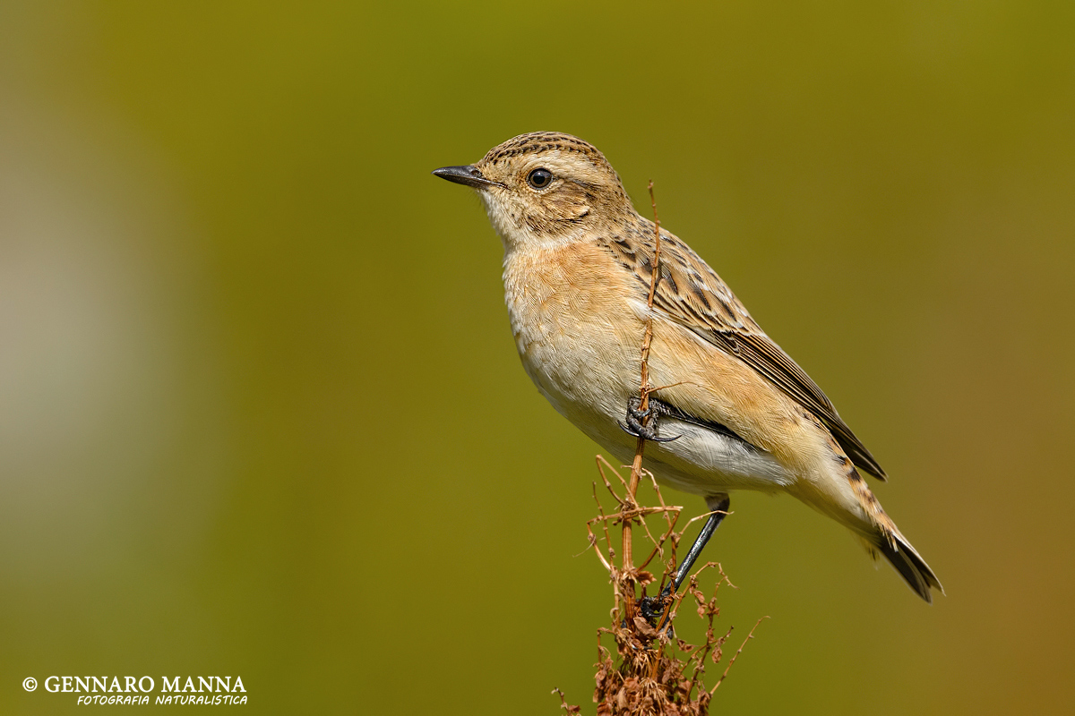 Stiaccino (Saxicola rubetra)
