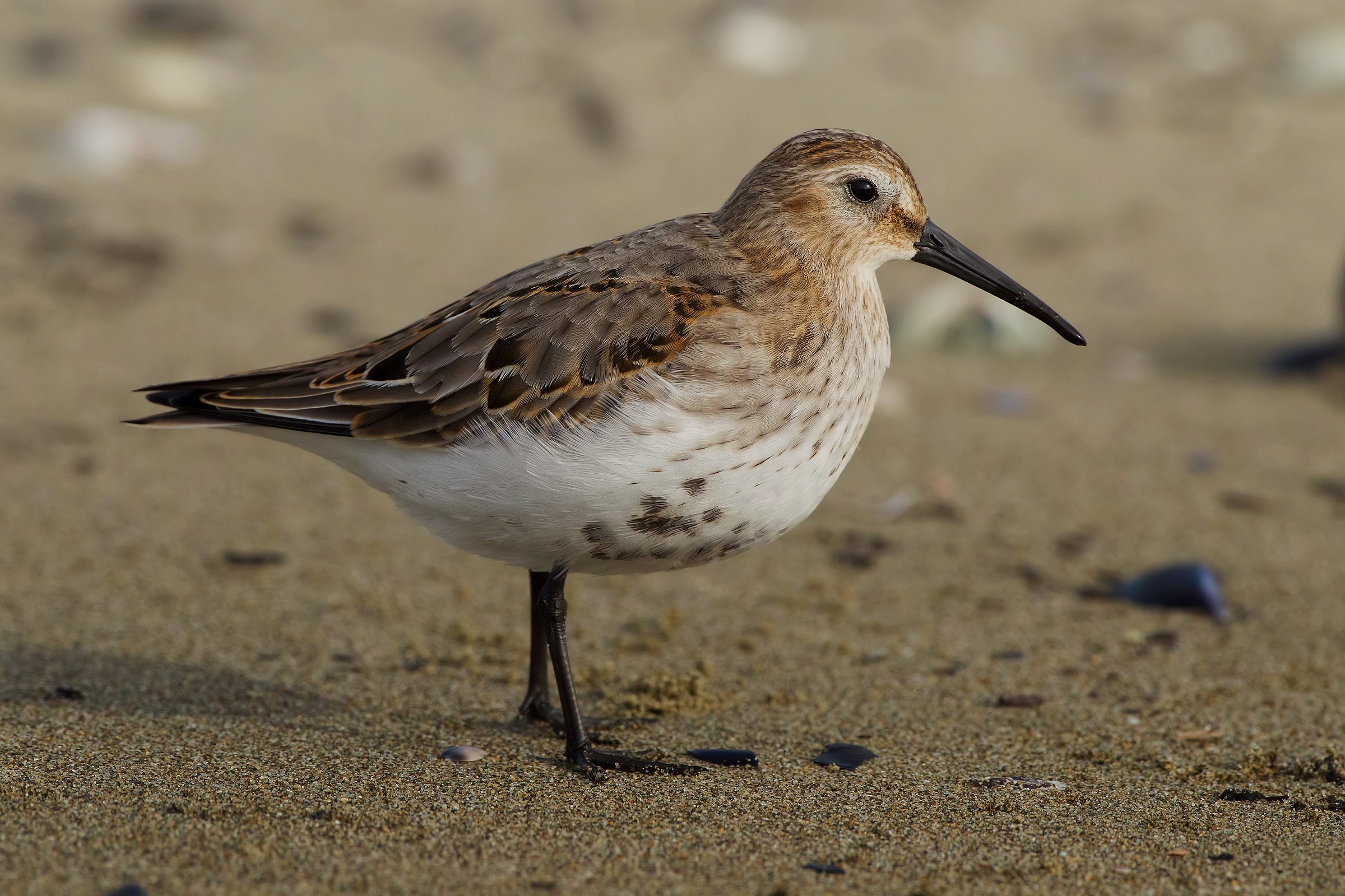 Dunlin