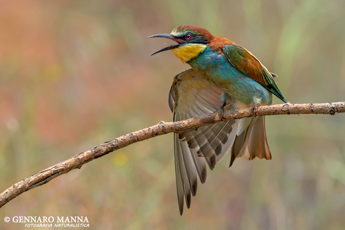 Bee-eater (Merops Bee-eater)