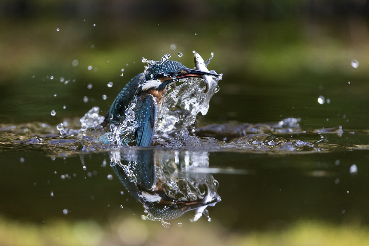 Martín fisherman ... Reflections ::::