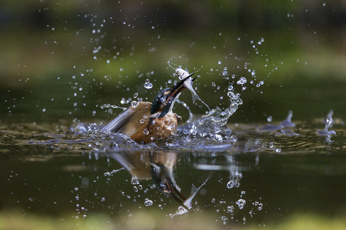 Kingfisher Reflections .... 2 .......