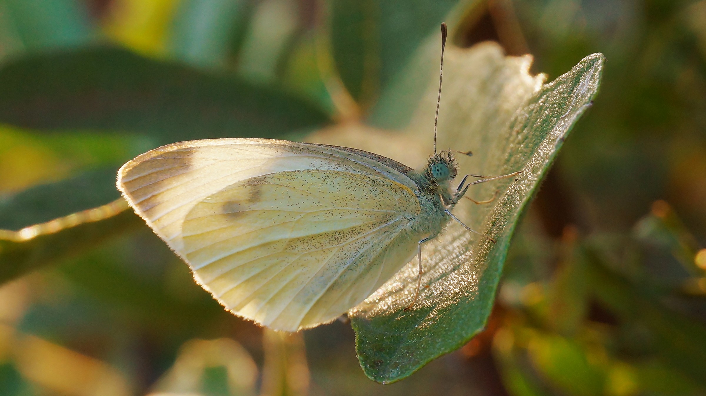 Sul fico all'imbrunire