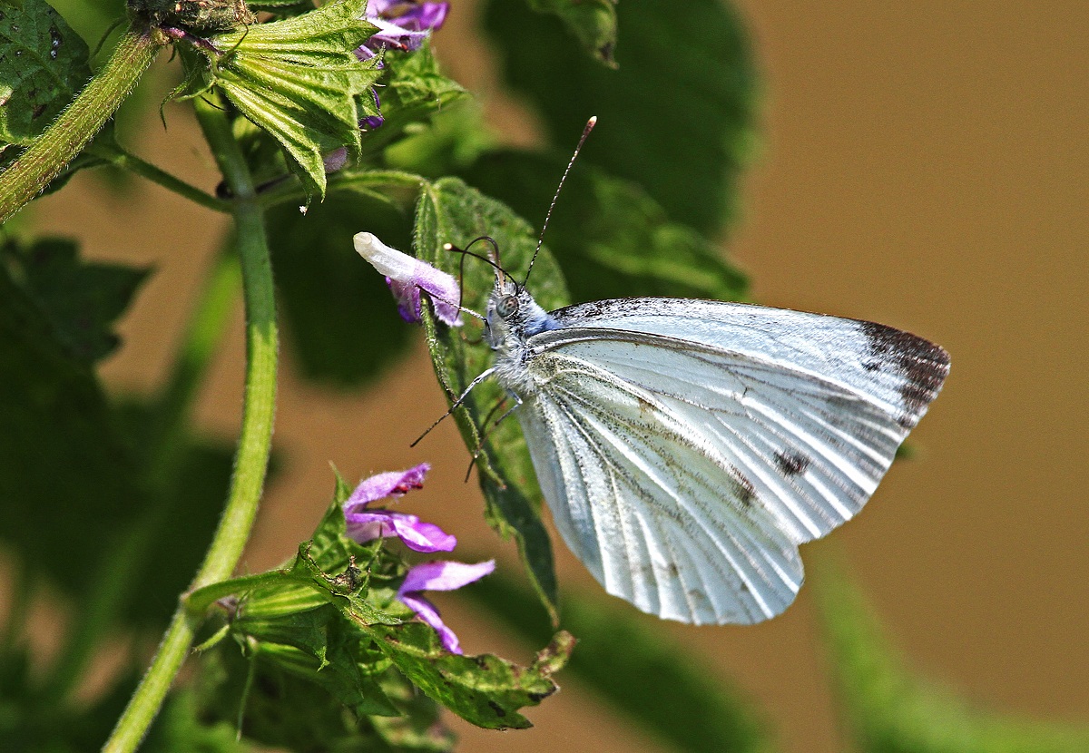 Lo strappo della farfalla