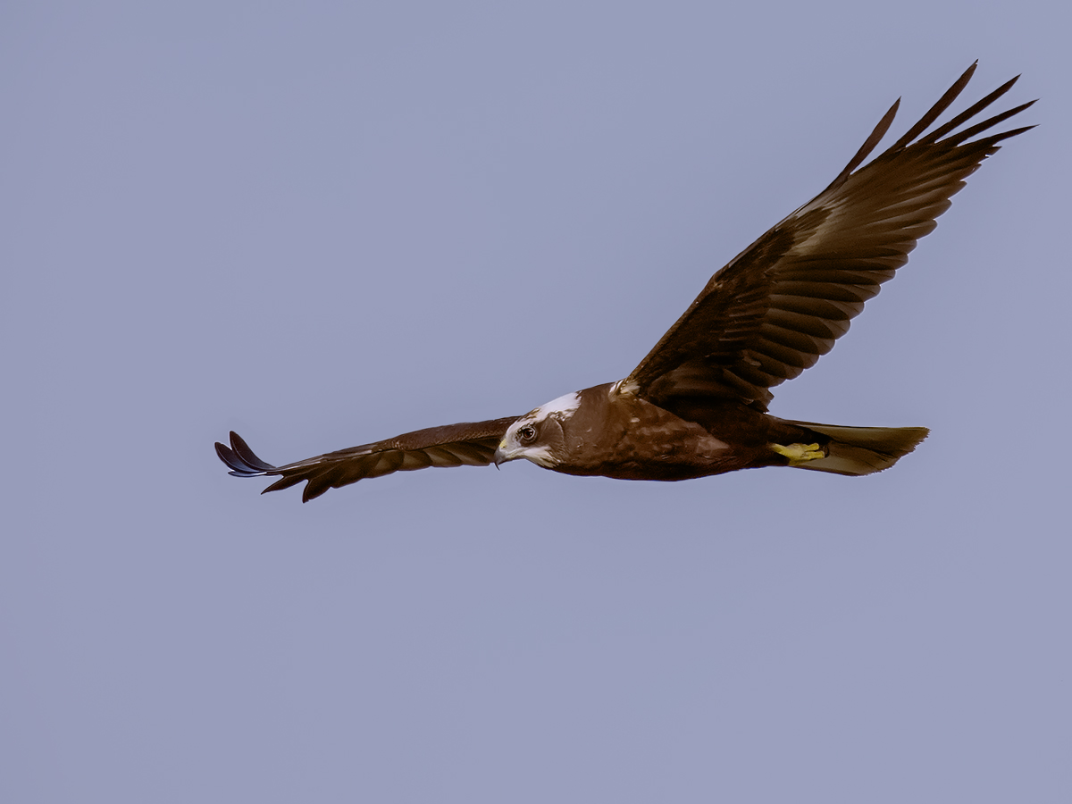 Marsh Harrier - female