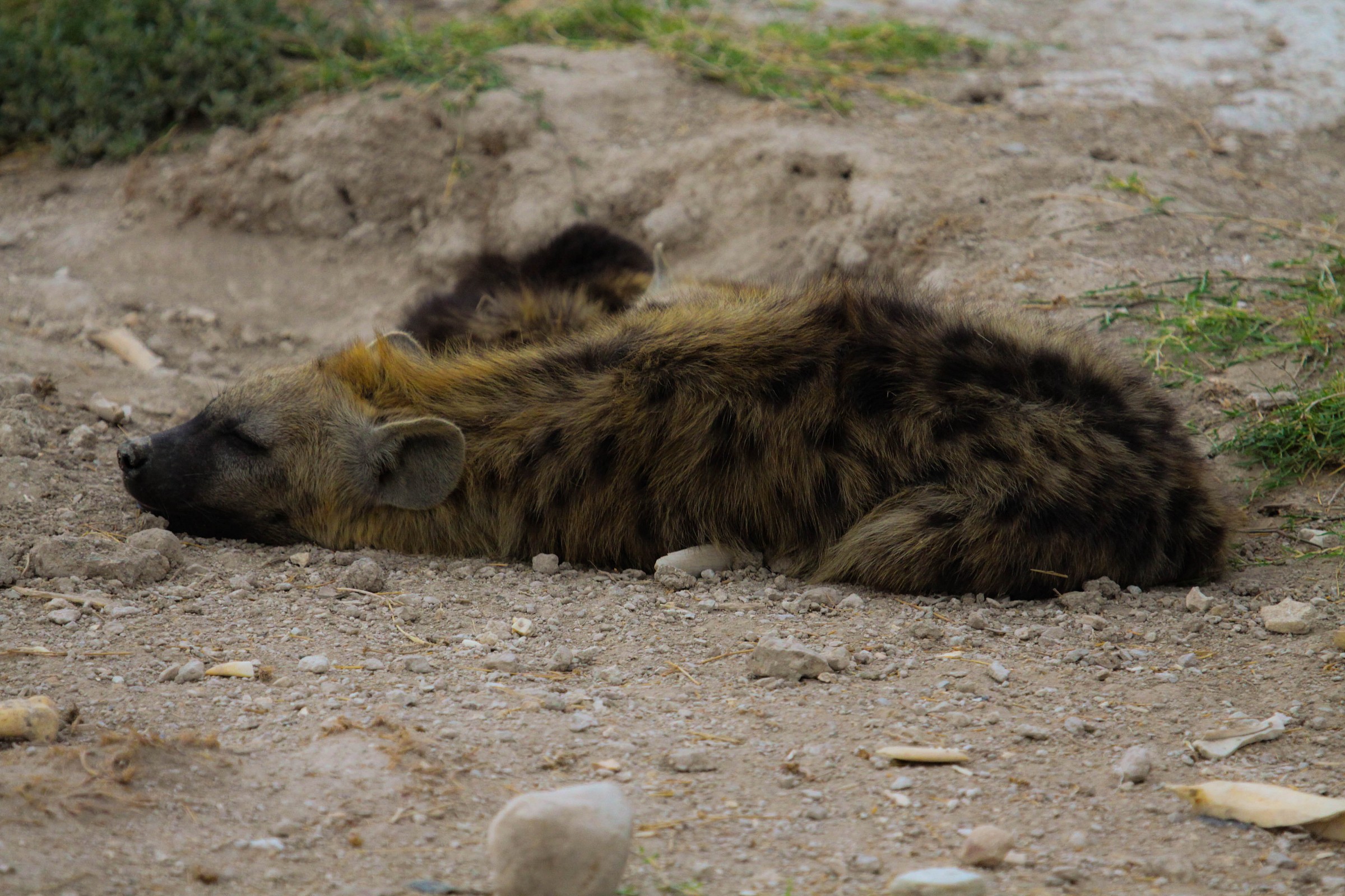 Un sonnellino prima della caccia