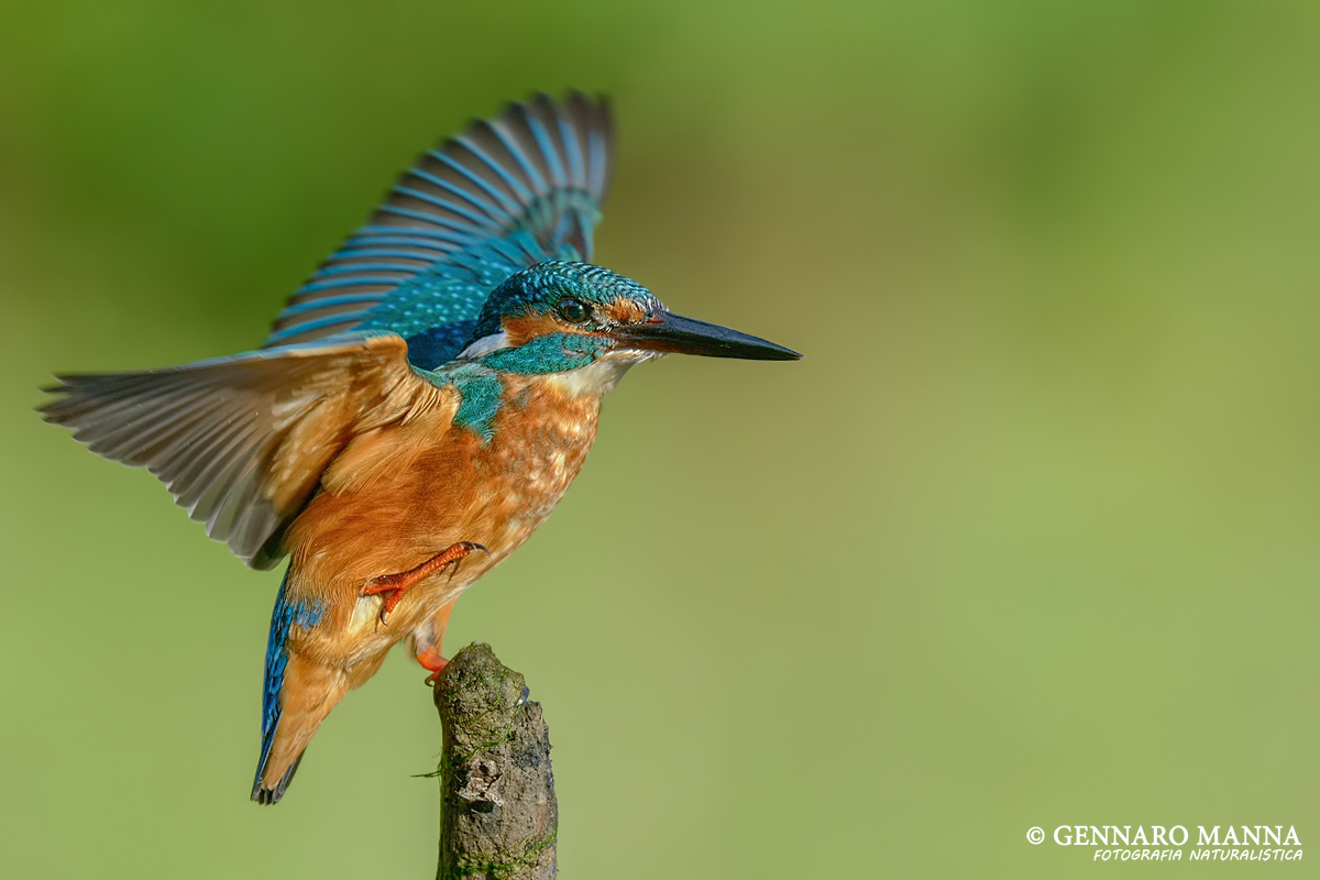 Martin pescatore (Alcedo atthis)