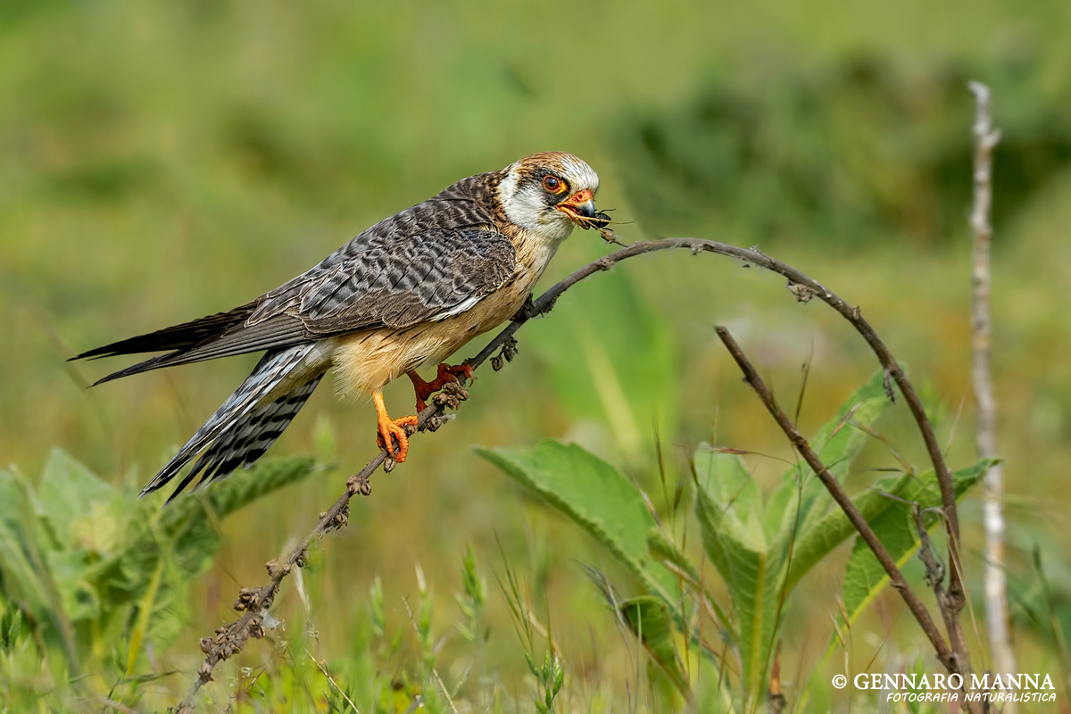 Female Red-footed Falcon