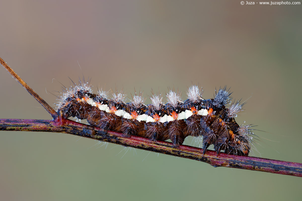 Acronicta rumicis
