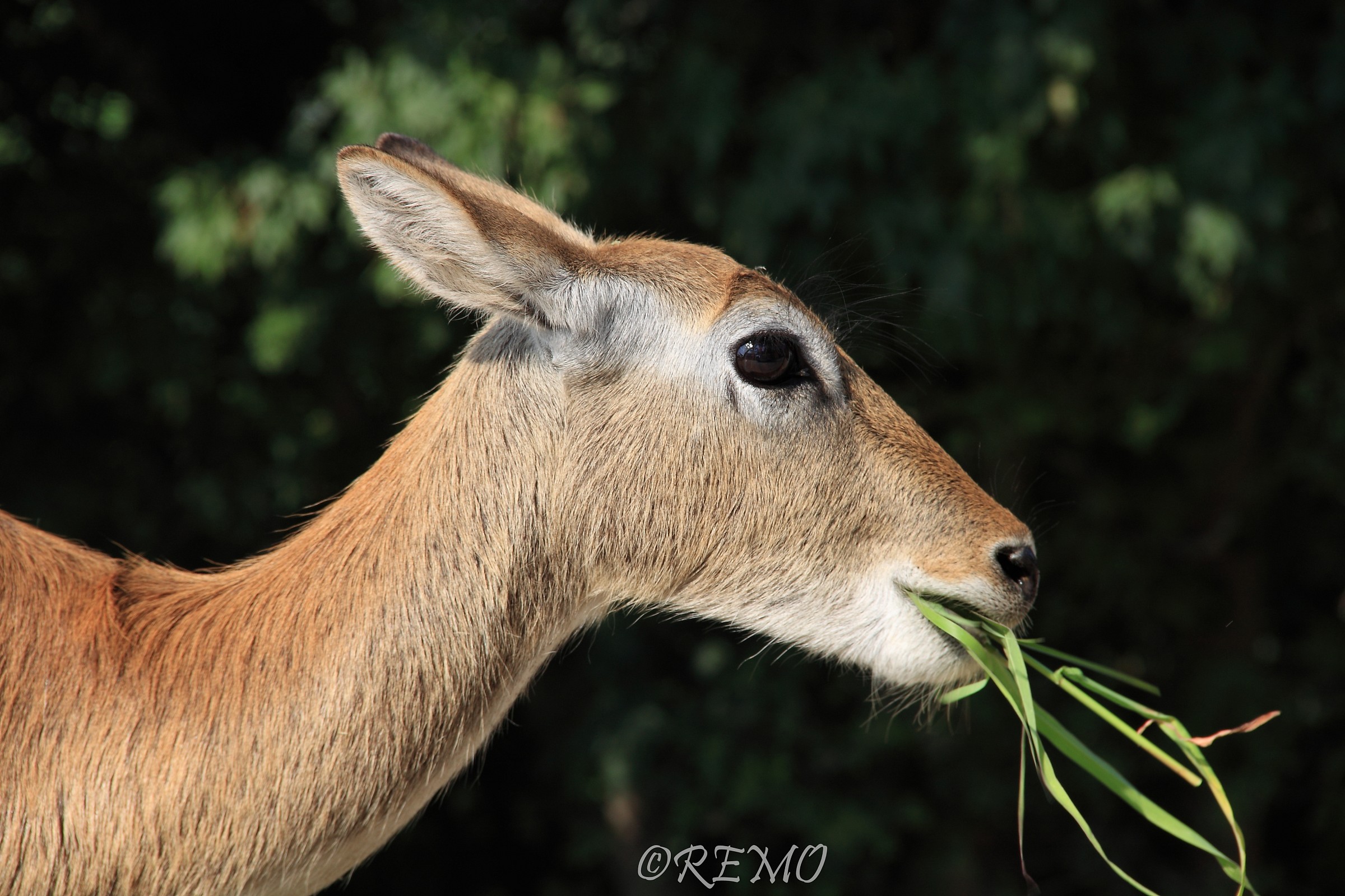 Pro-blade of grass ...