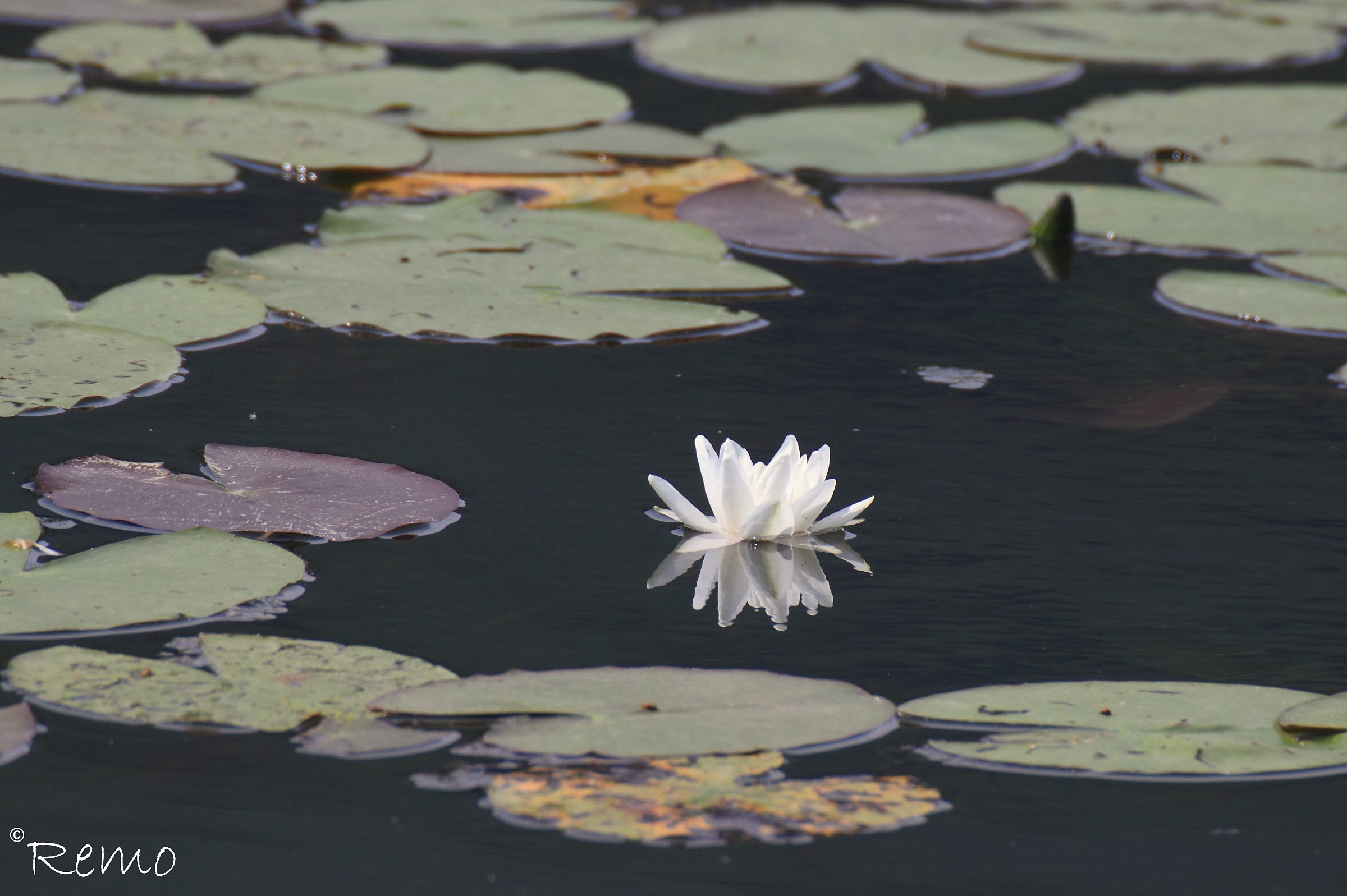 Water Lily Lake Endine