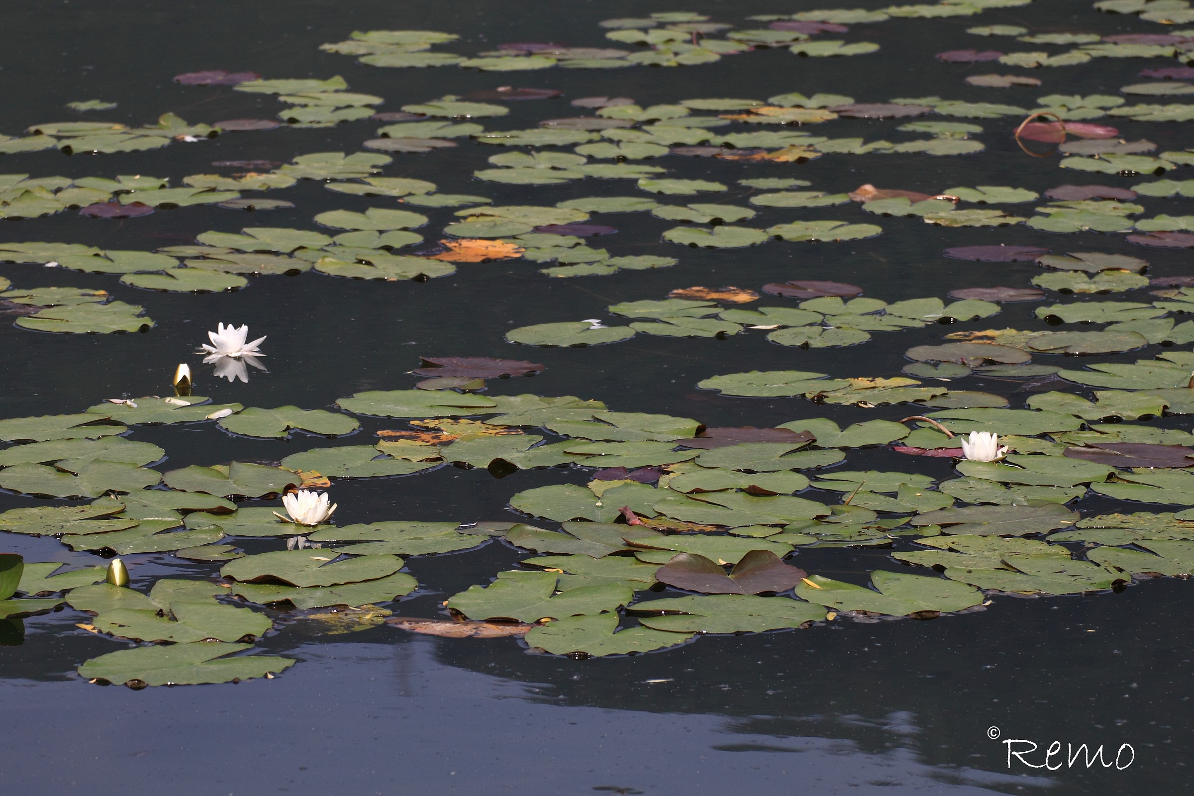 Water Lily Lake Endine
