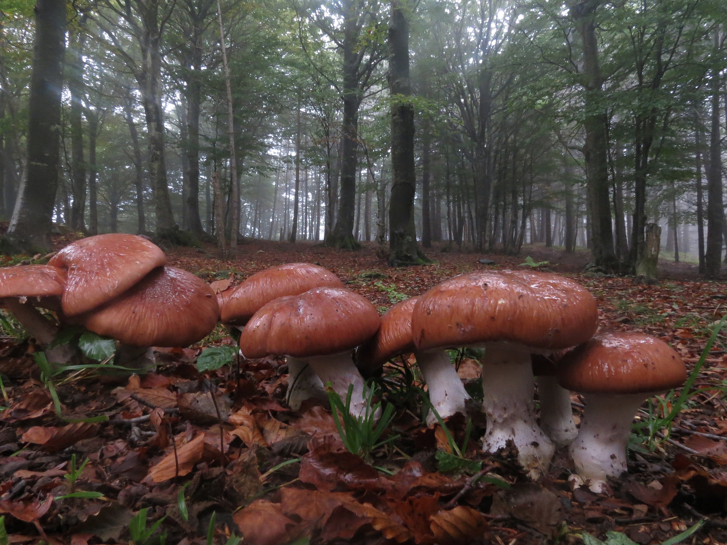 Cortinarius praestans