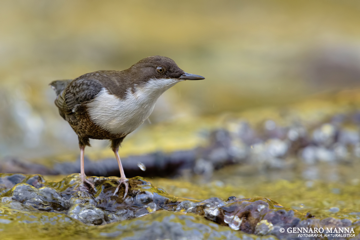 Dipper (Cinclus cinclus)