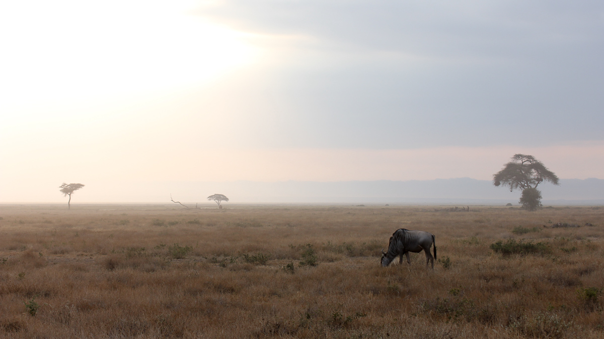 Dawn in the savannah