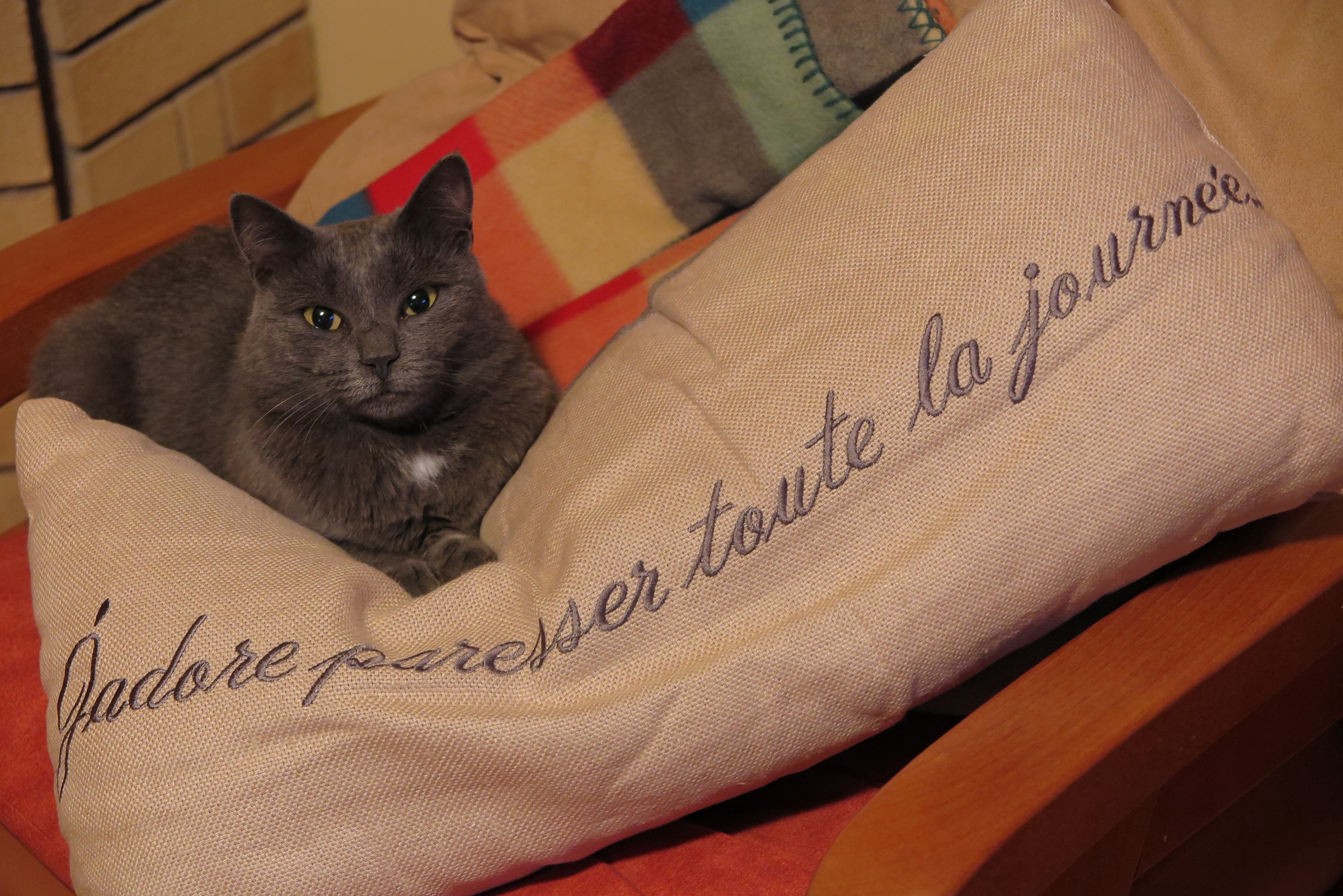 My cat knows how to read!