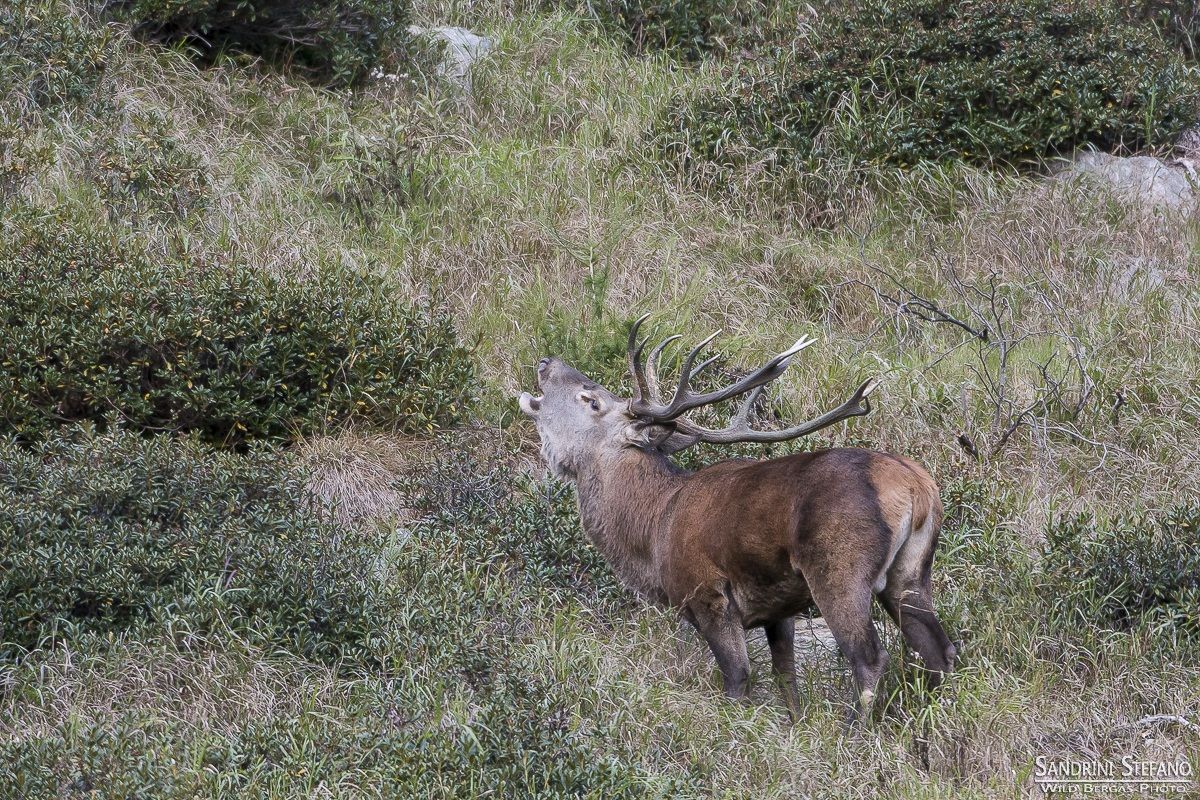 Cervo - Bramito 2014