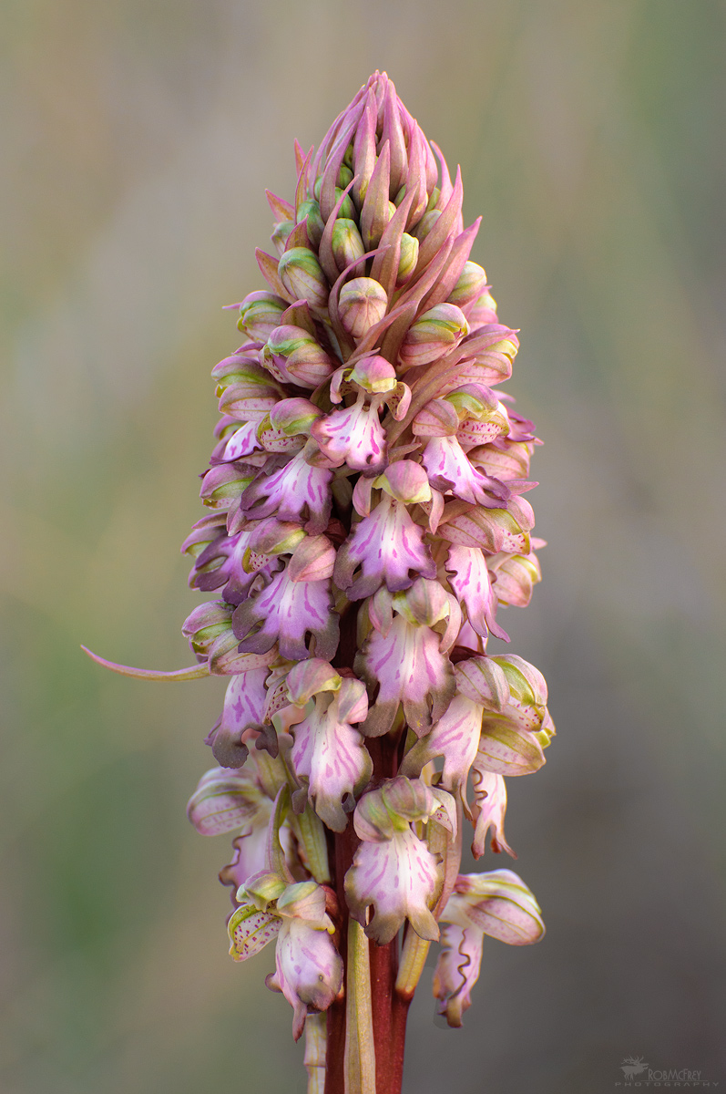 Himantoglossum robertianum