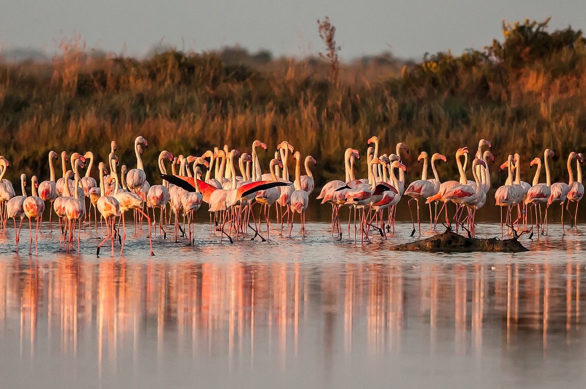 Saline di comacchio all'alba