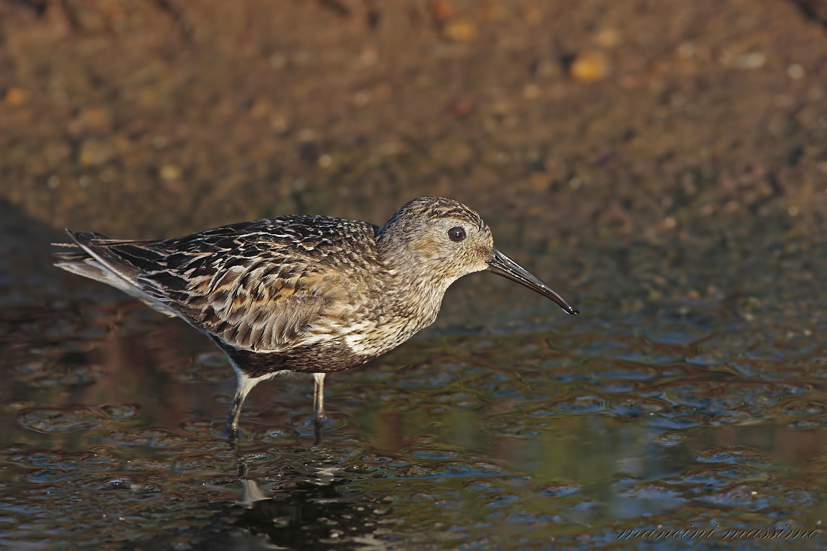 piovanello pancianera(Calidris alpina)