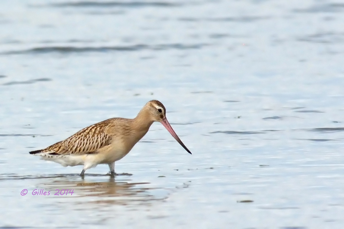 young Bar-tailed Godwit (Limosa lapponica)