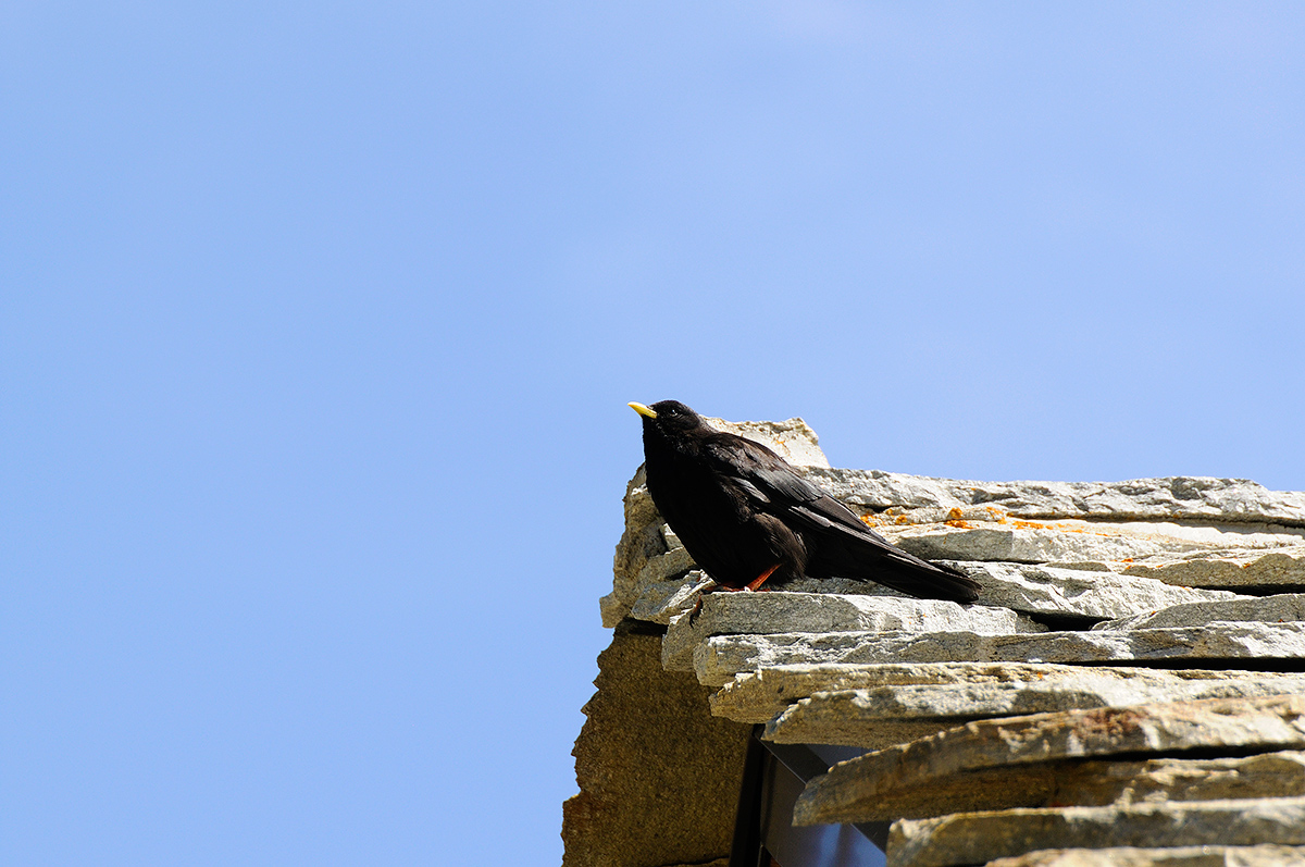 Alpine Chough