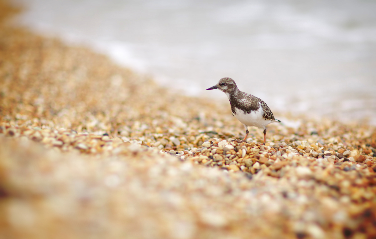 Voltapietre con l' 85 1.2