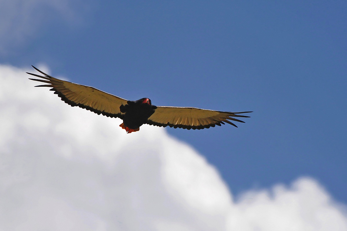 Batelor - hawk juggler