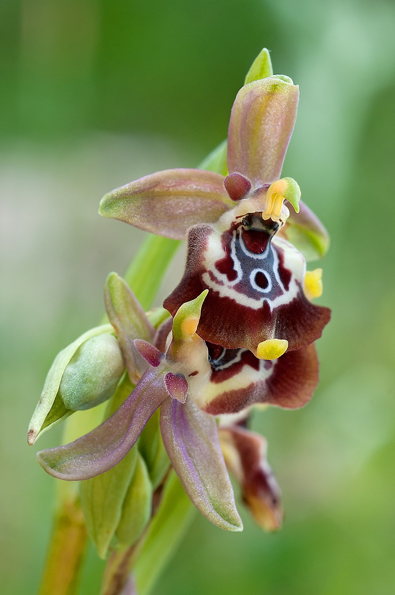 Ofride of the drones