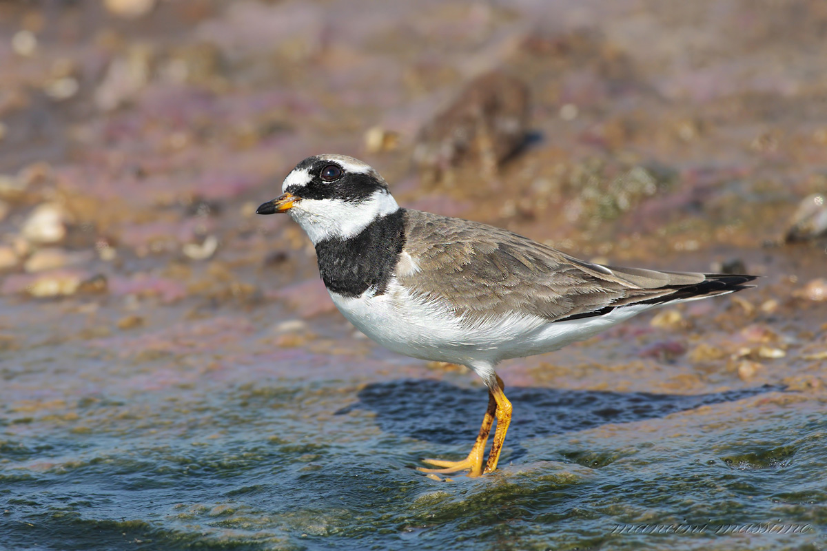 corriere grosso(Charadrius hiaticula)