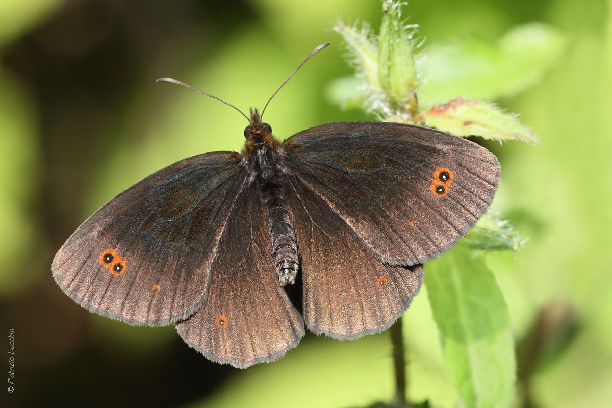 Erebia aethiops