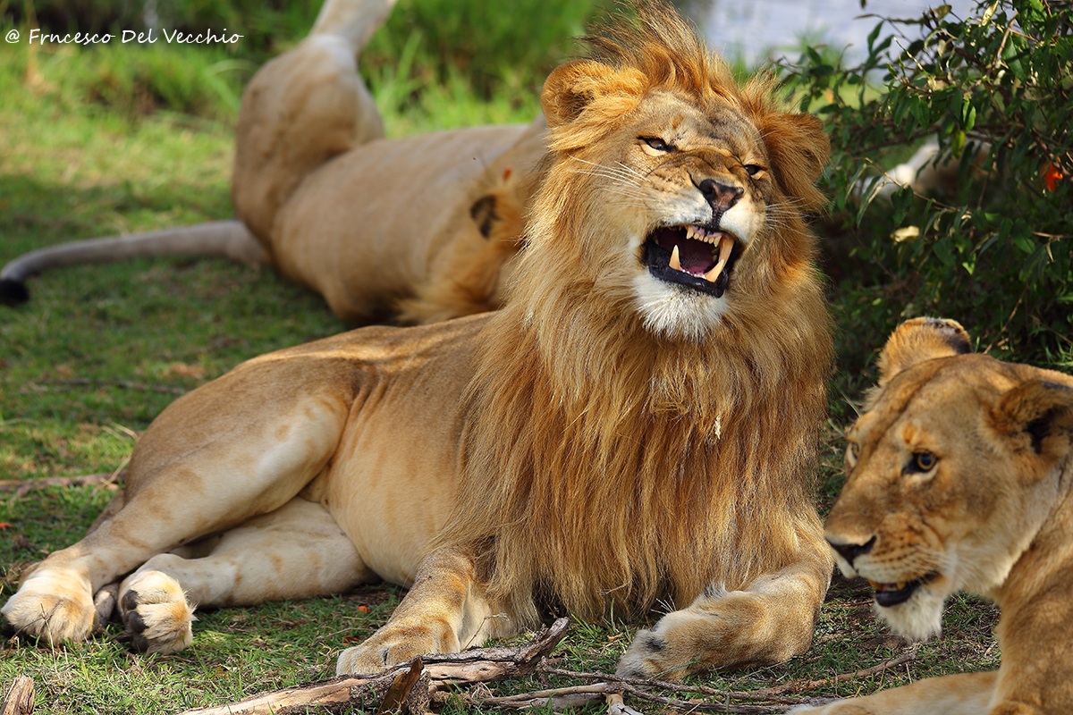 Leoni nel territorio tra Matira e Rekero