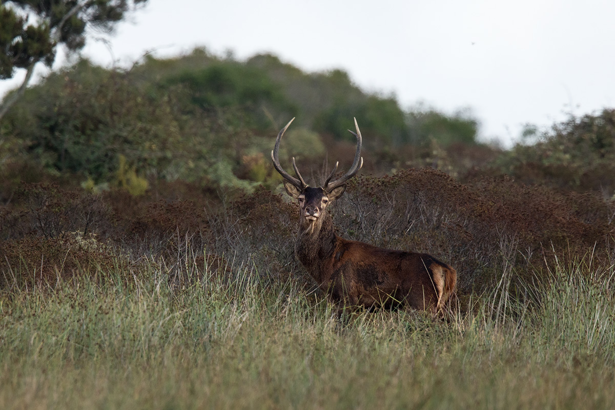 Cervo Sardo Maschio adulto