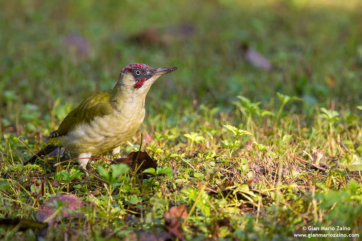 Picus viridis / Green Woodpecker