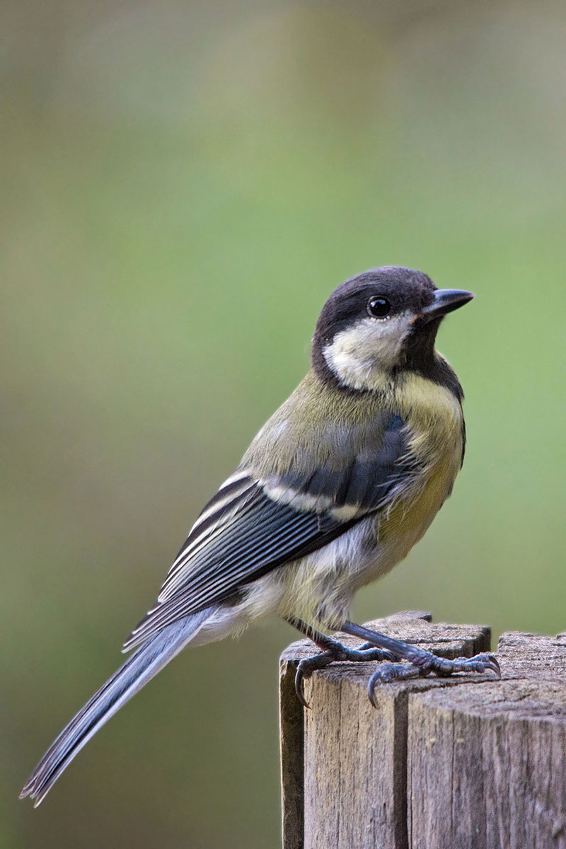 Great Tit