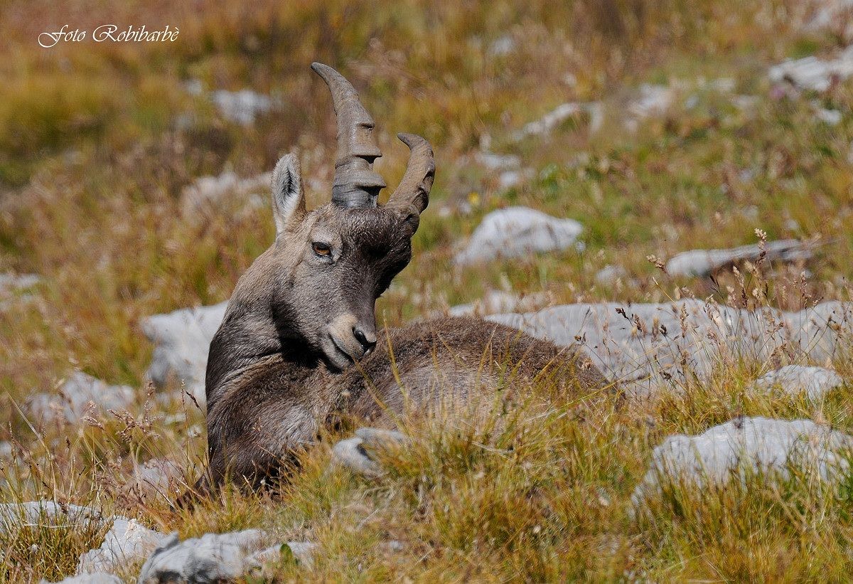 Stambecco....
