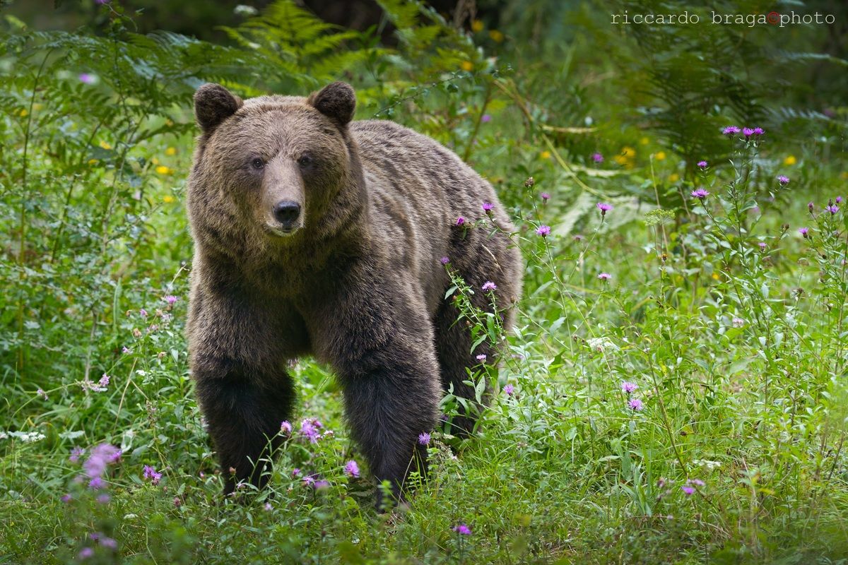 The lord of the woods