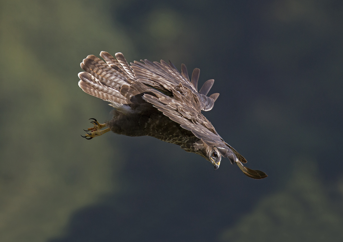 Buzzard in flight