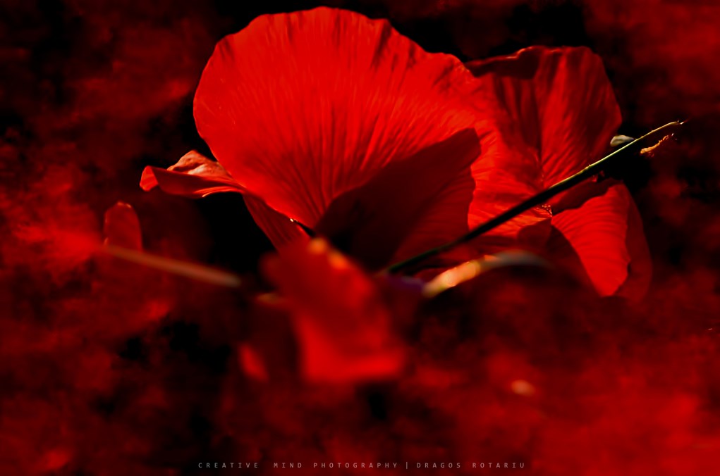 Red, red, red all your red