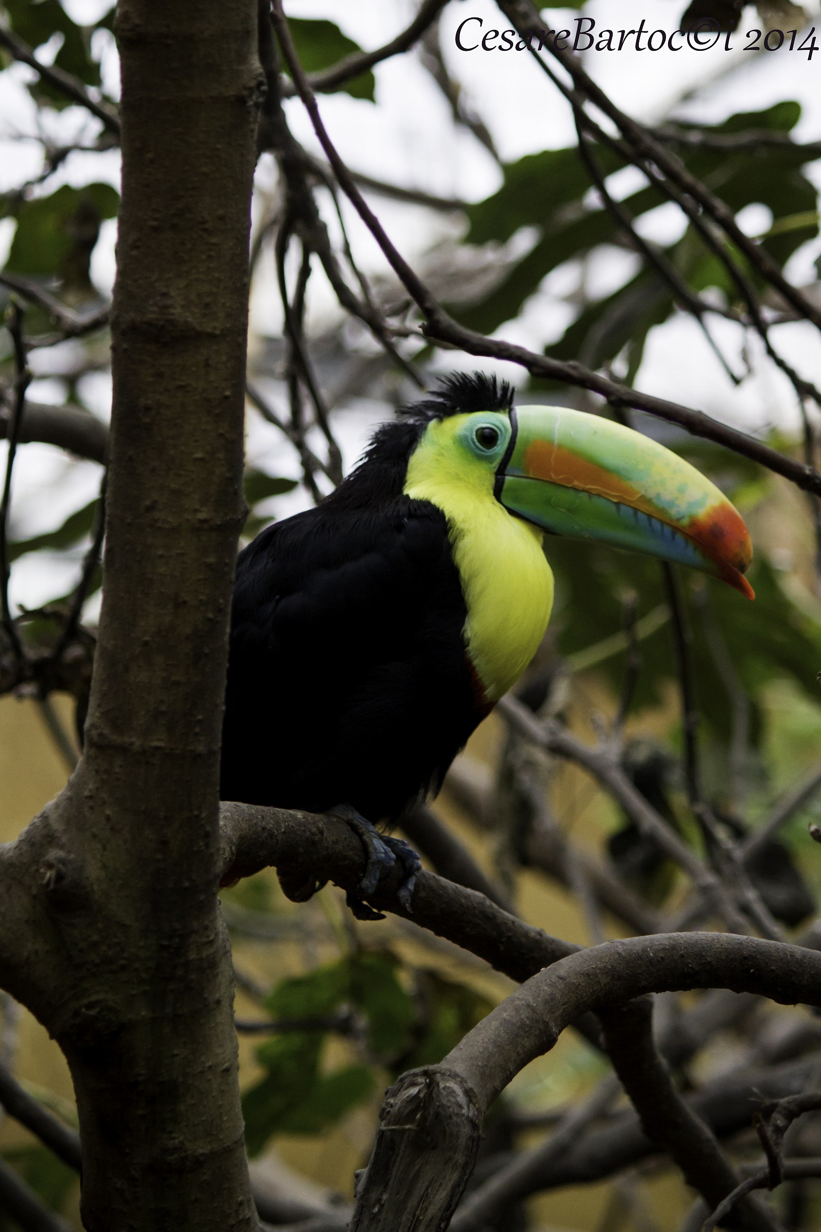 Toucan