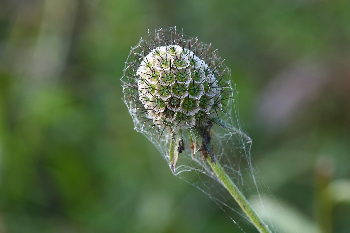 il microfono naturale
