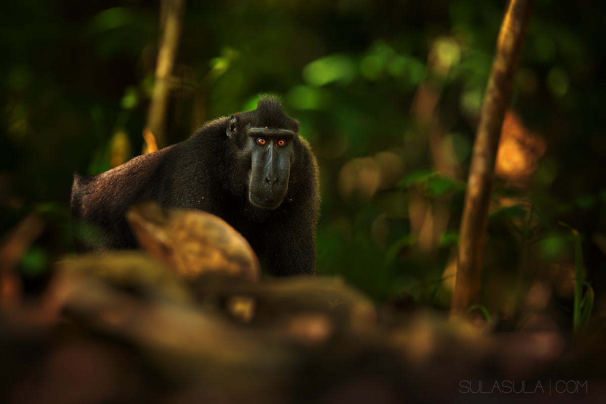 Black Crested Macaque | Sulawesi