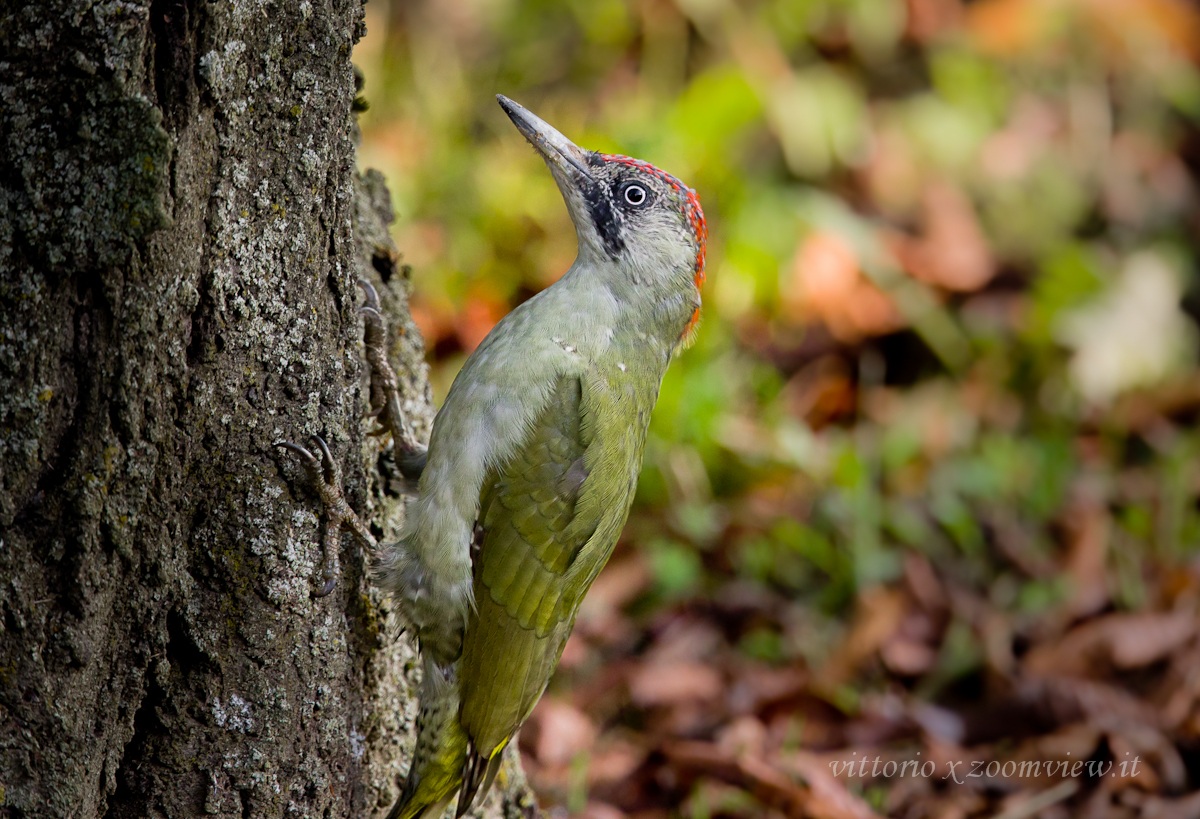 picchio verde