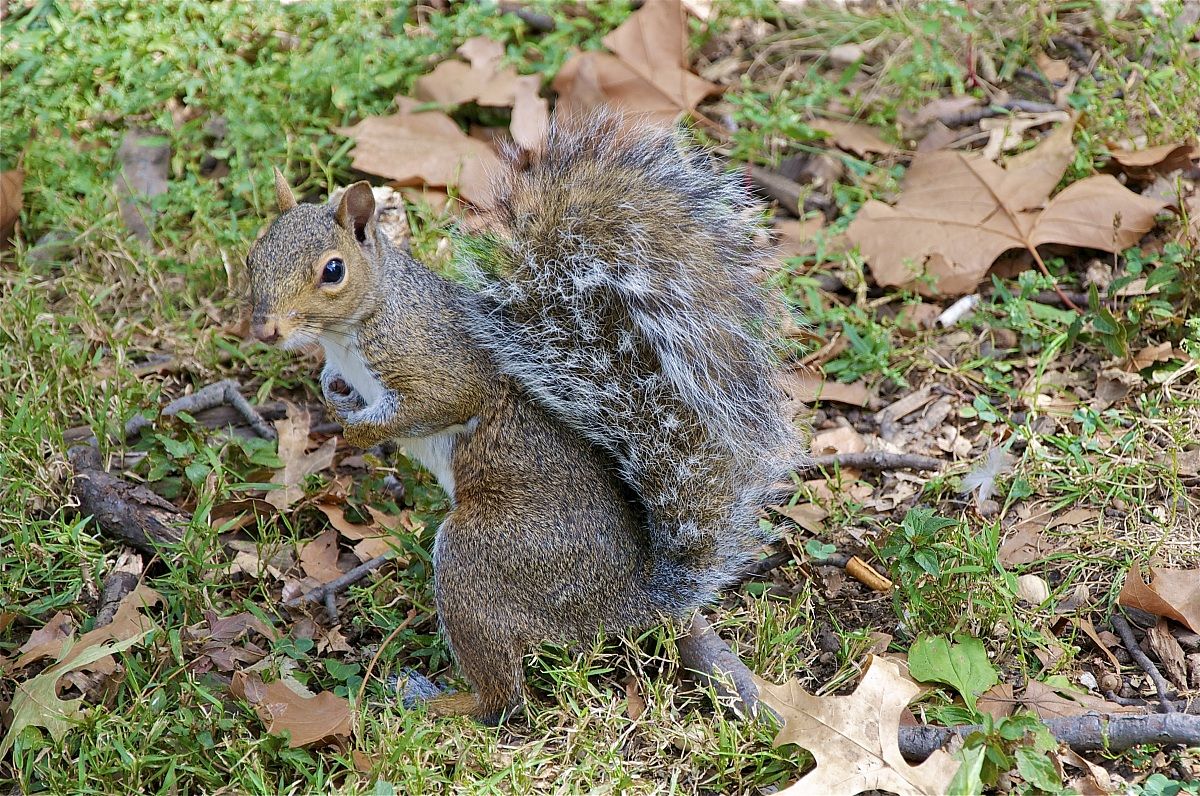 Scoiattolo americano