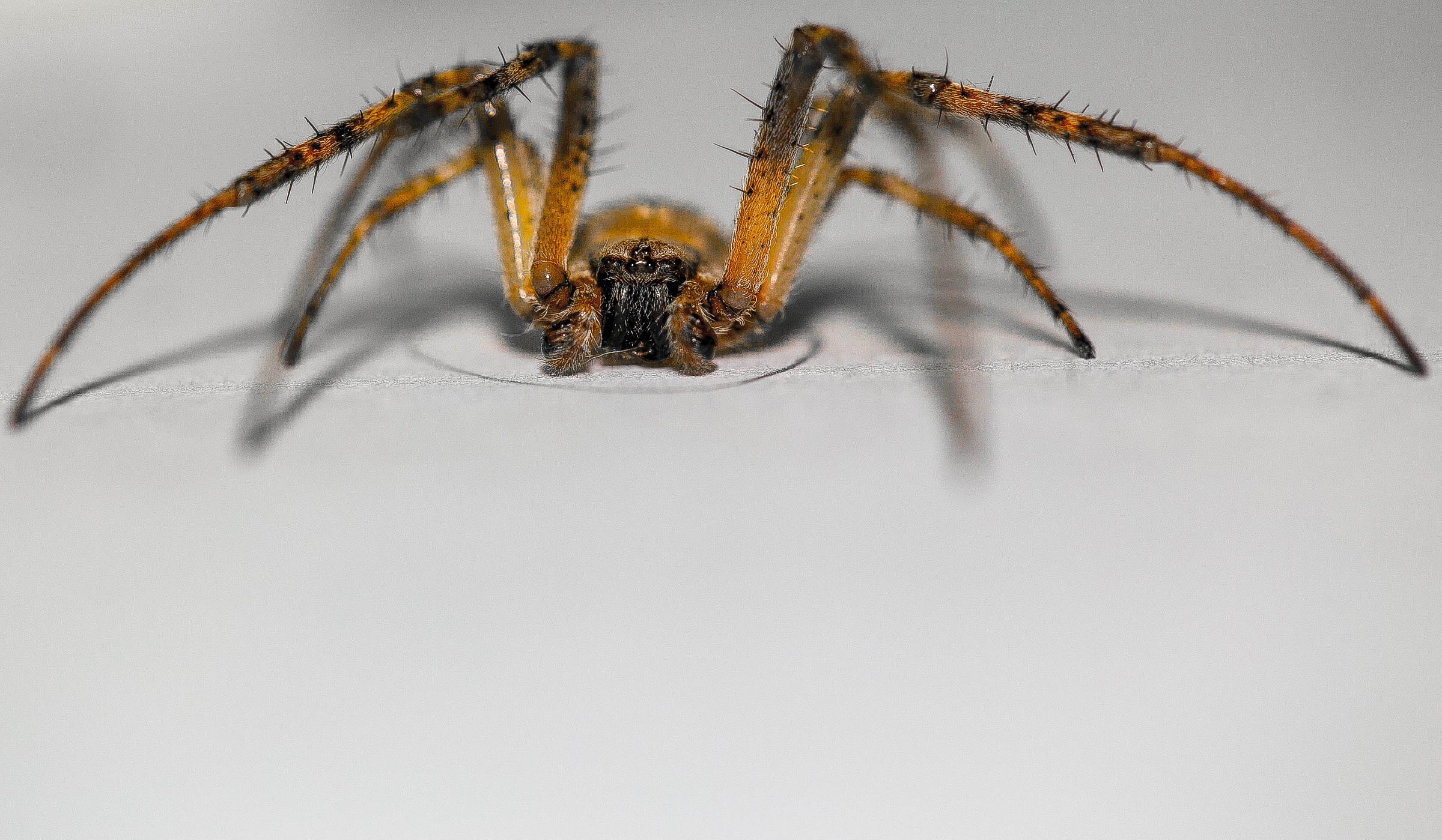 un ragnetto trallalla2