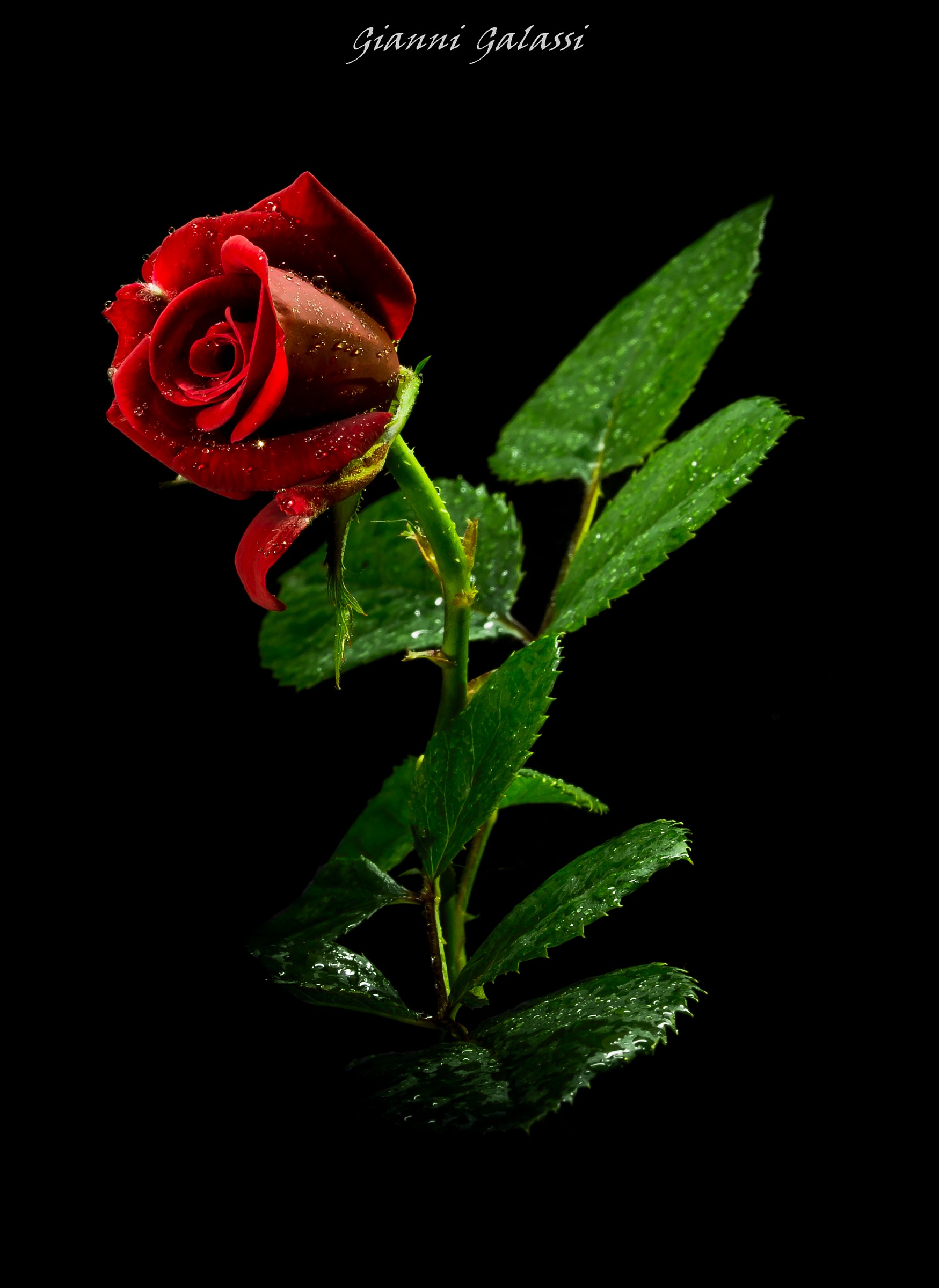 Red Rose 1