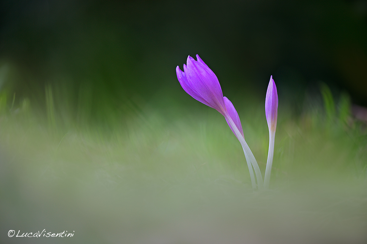 Crocus