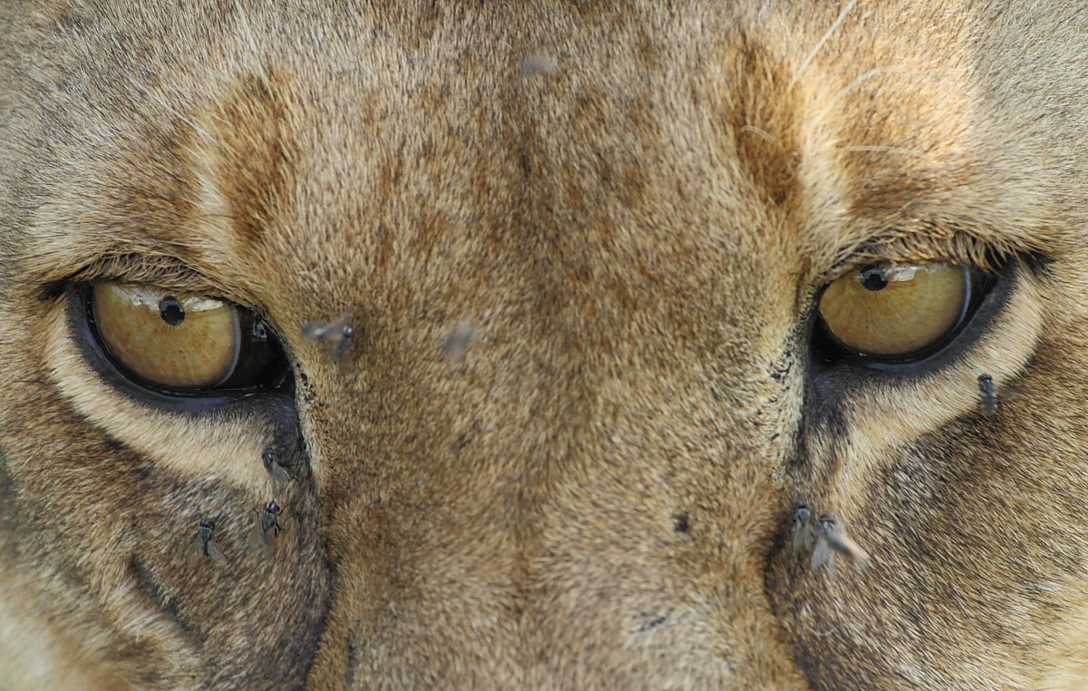 Eyes of a lion