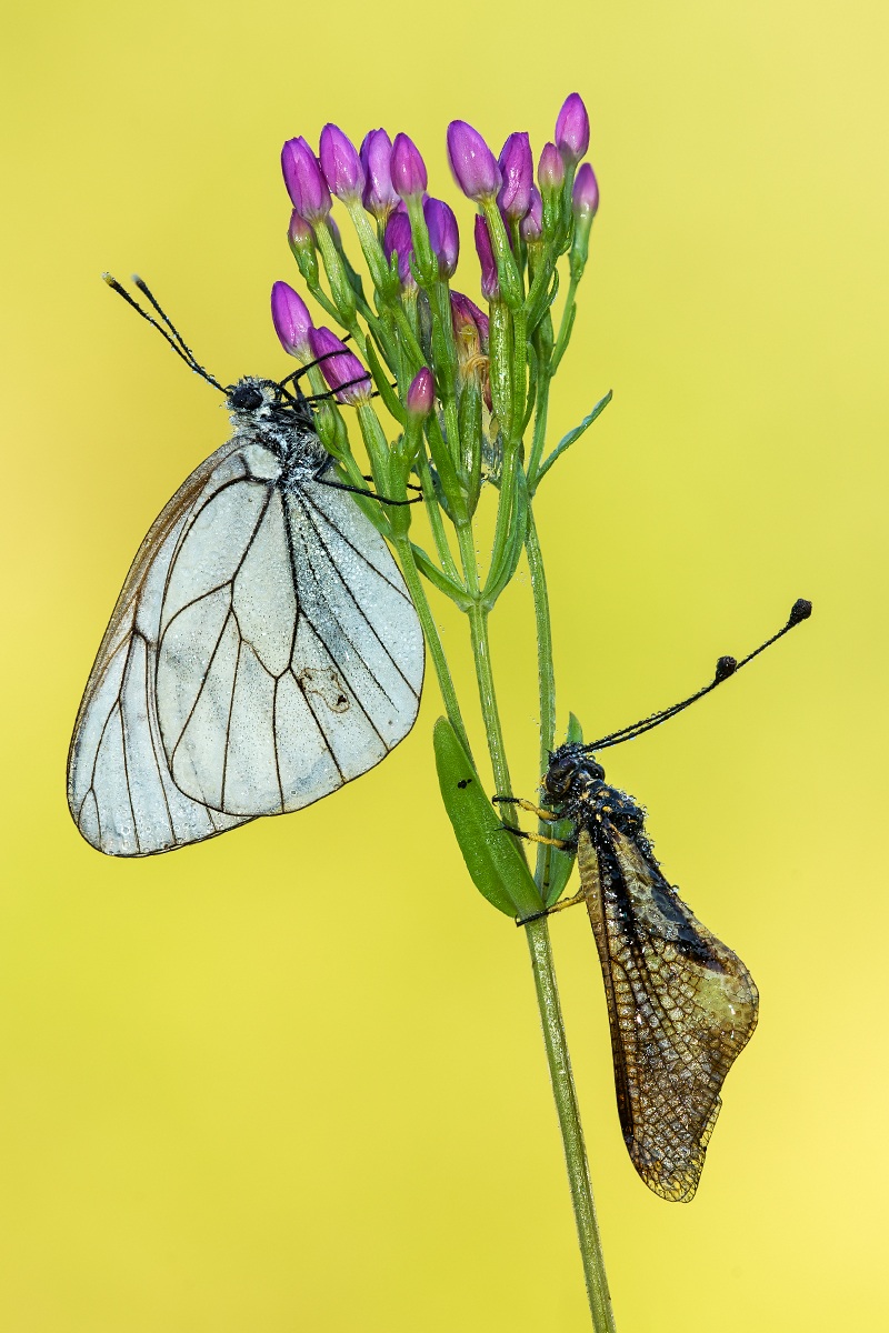 L 'aporia and libelloide