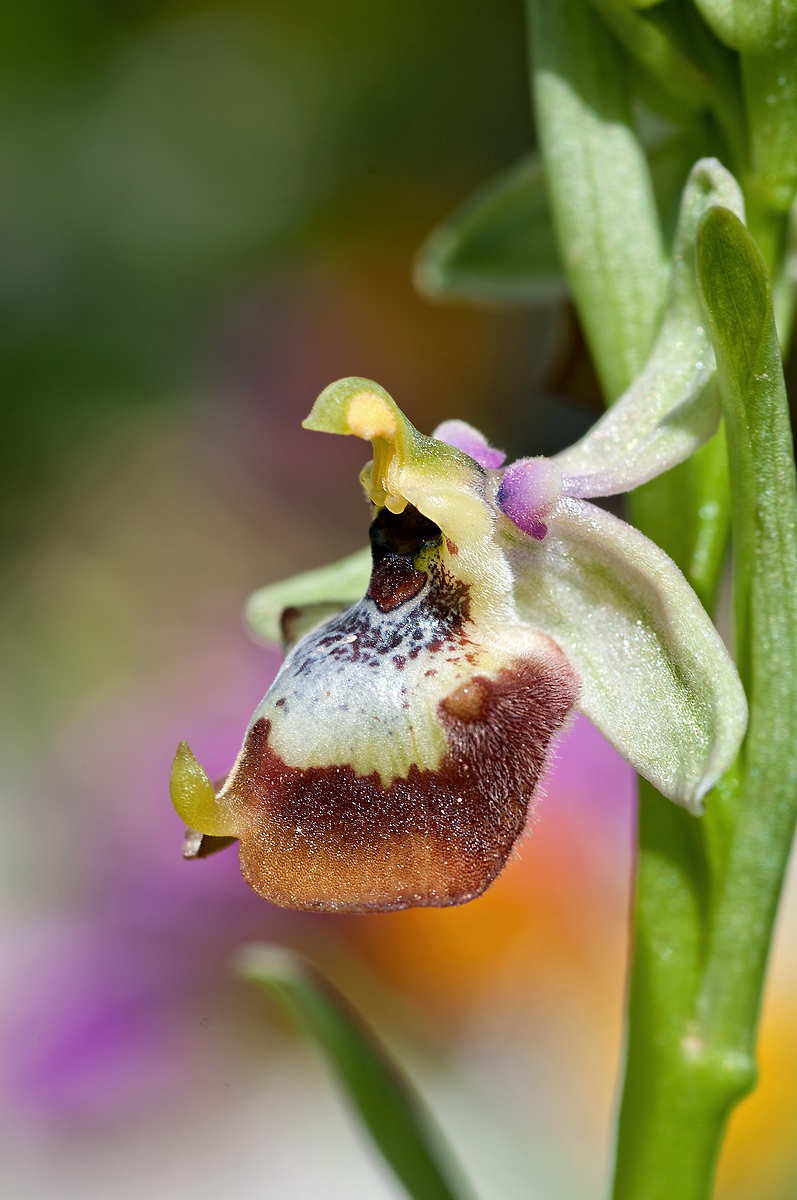 Ophrys calliantha
